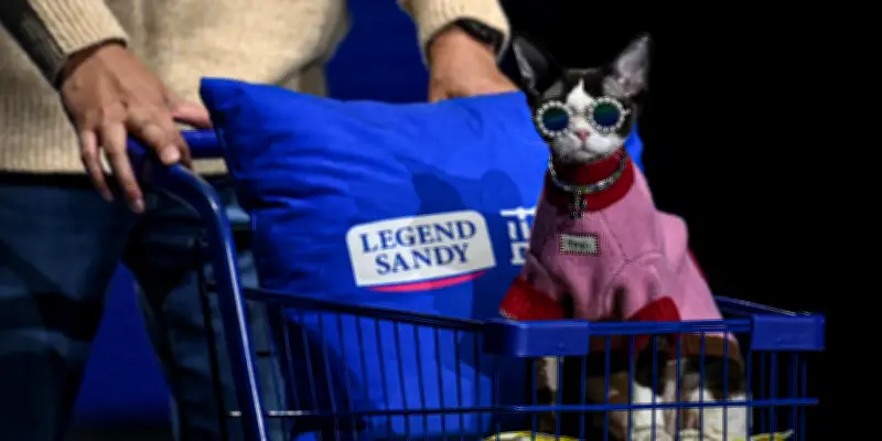 Un refuge pour chats handicapés à Pékin : un havre pour félins abandonnés