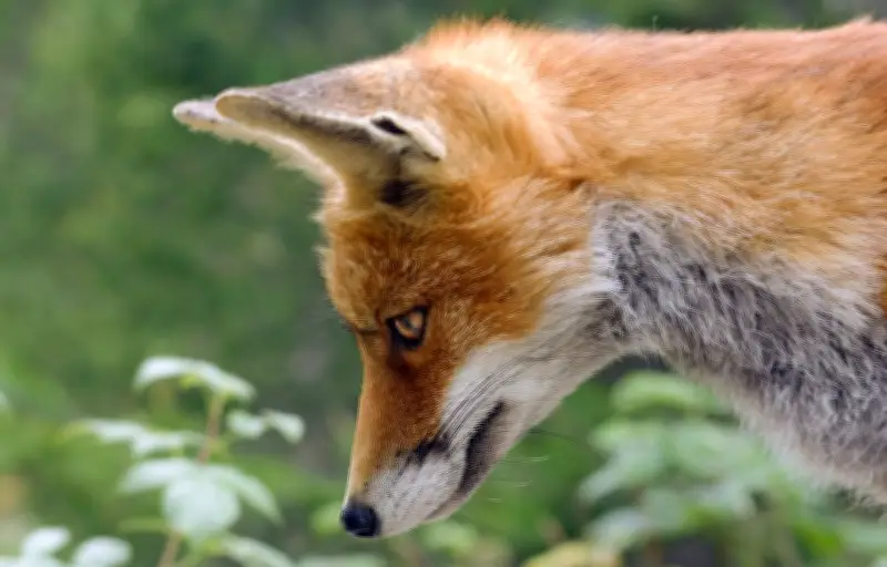 Un renard clandestin traverse l'Atlantique caché dans un cargo