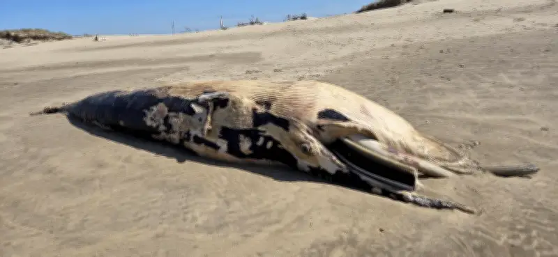 Un rorqual commun s'échoue à La Tremblade, une opération d'évacuation prévue