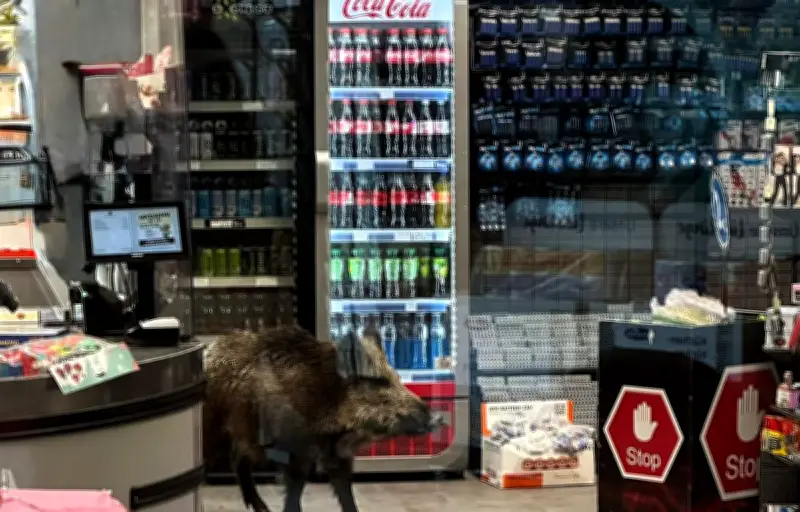 Un sanglier s'invite dans un supermarché berlinois : évacuation et tunnel de fuite improvisé