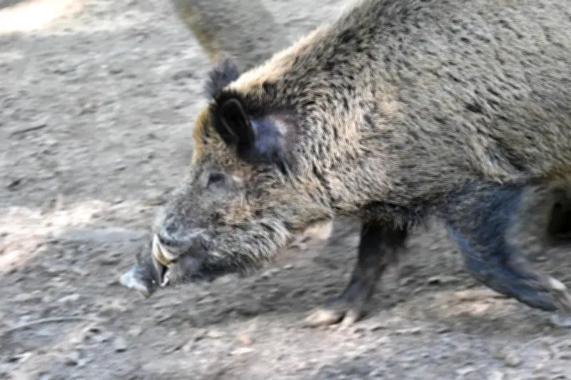 Un sanglier sème la panique dans un centre commercial berlinois