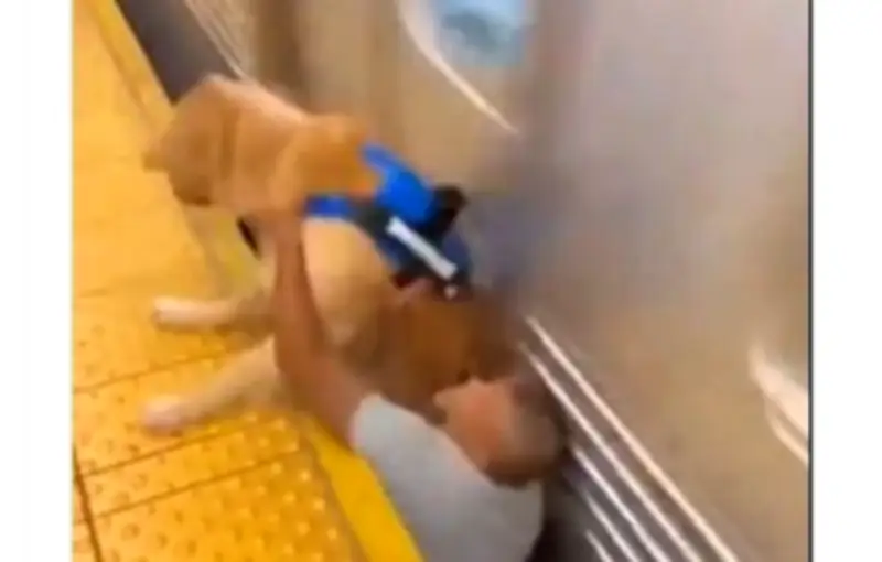Un sauvetage de chien dans le métro viral s'avère être un deepfake généré par IA
