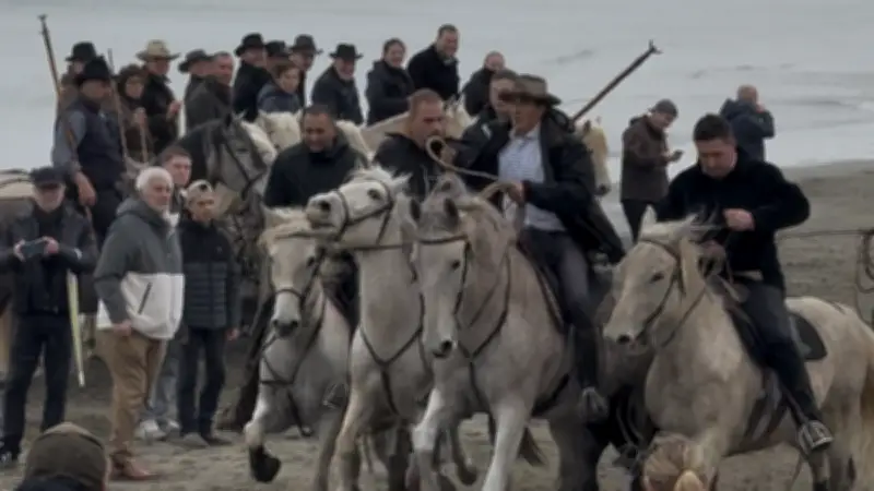 Un taureau s'échappe vers la mer lors de l'abrivado des plages au Grau du Roi