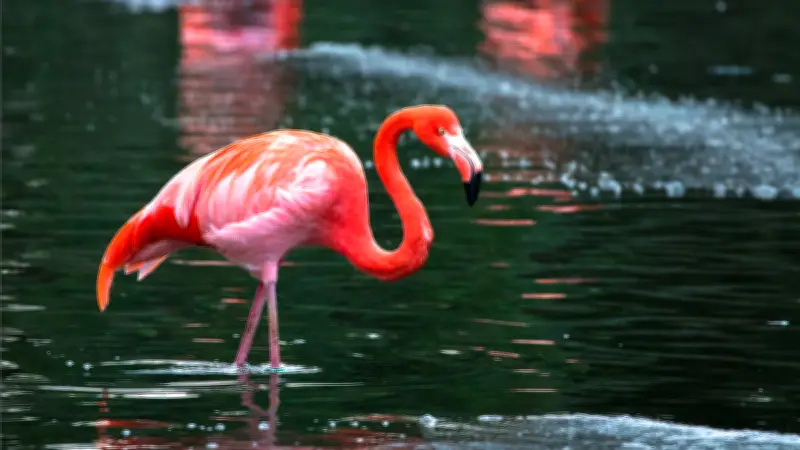 Un touriste ivre vole un flamant rose et le maltraite dans sa chambre d'hôtel à Las Vegas