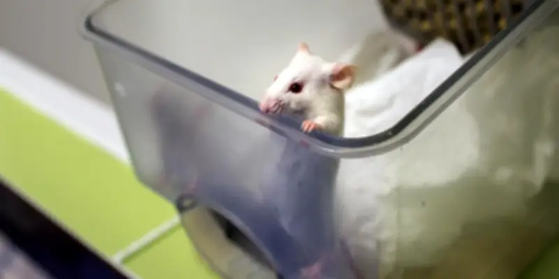 Un vaccin universel contre les infections respiratoires testé avec succès sur des souris