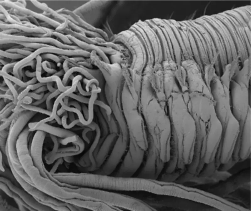 Un ver marin nommé Thelepus ubebe en hommage aux champions de l'UBB