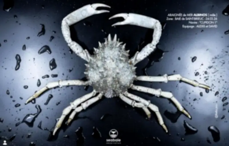 Une araignée de mer albinos capturée en baie de Saint-Brieuc, un spécimen rarissime