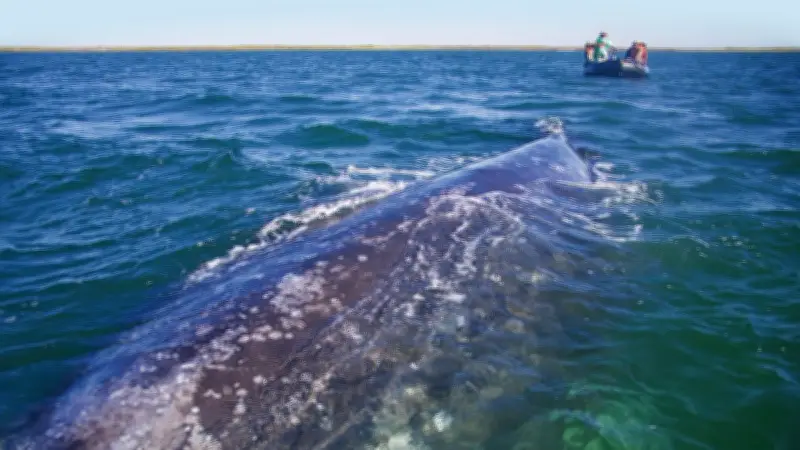 Une baleine à bosse agonise sur un banc de sable en Allemagne : sauvetage en urgence