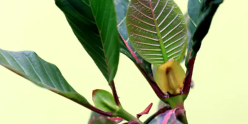 Une enquête scientifique révèle les secrets de la synthèse de la quinine