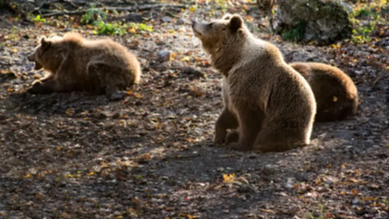 Une famille d'ours traverse les pistes de ski de Tavascan en Catalogne