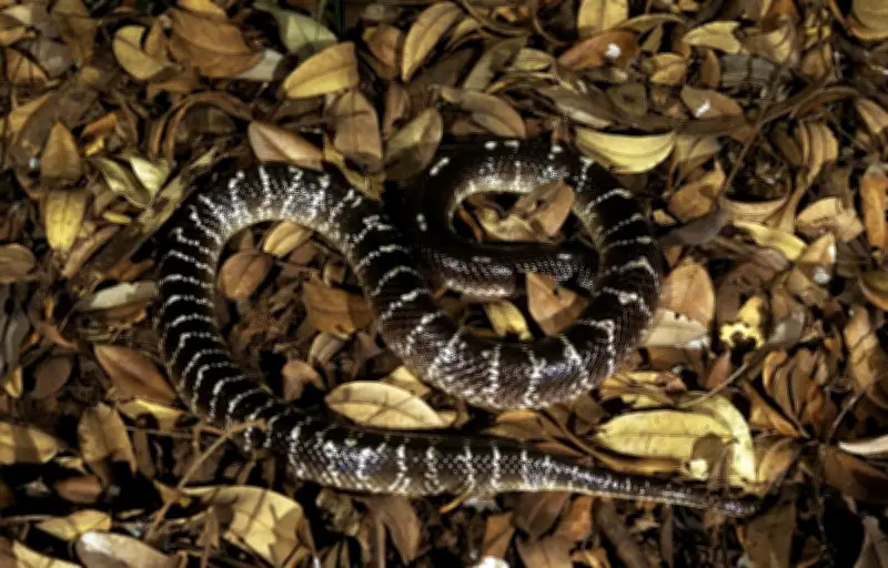 Une fillette sauvée d'une morsure de serpent grâce à un passager héroïque