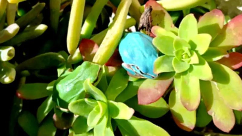 Une grenouille bleue découverte dans un jardin de Bassan, une rareté insolite