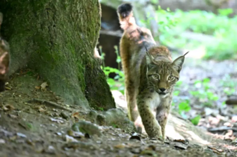 Une habitante du Bas-Rhin jugée pour avoir tué un lynx protégé dans son poulailler