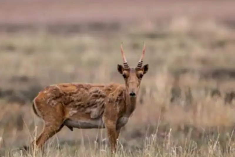 Une jeune antilope abattue au zoo de Vienne : une enquête pour cruauté ouverte