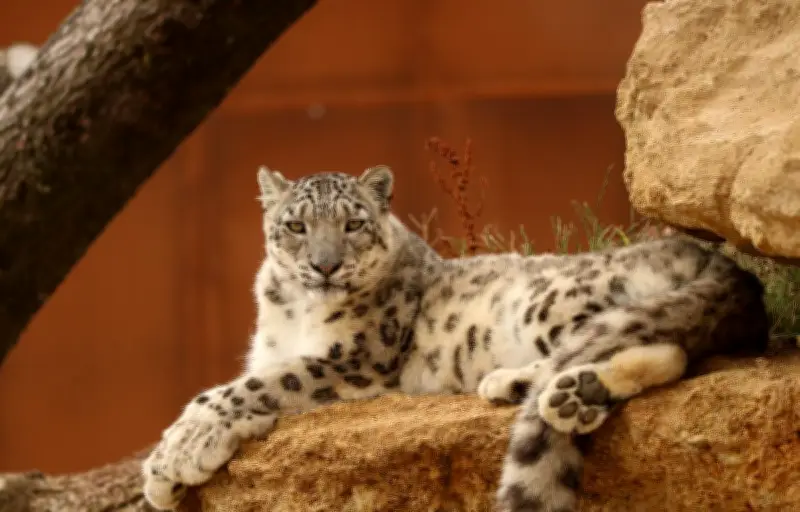 Une panthère des neiges secourue dans le désert chinois : un sauvetage exceptionnel