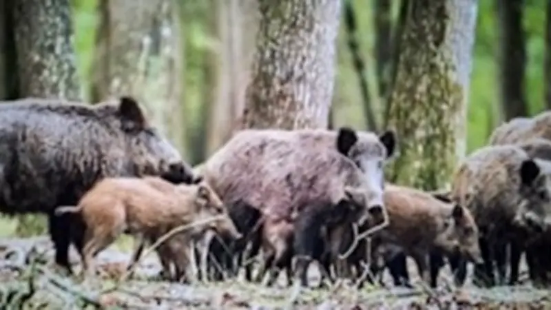 Une saison de chasse au sanglier exceptionnelle à Saint-Jean-du-Bruel