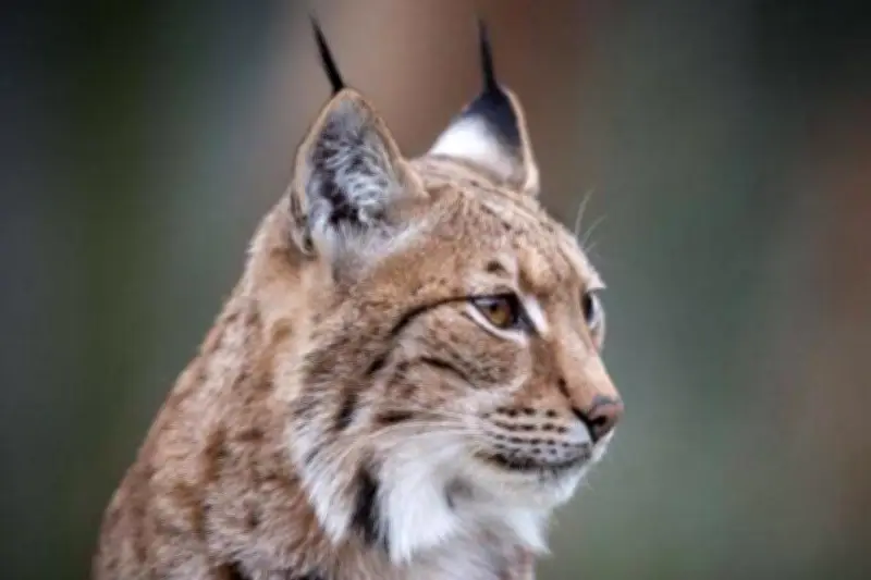 Une sexagénaire tue un lynx protégé pour sauver sa poule : le tribunal doit trancher
