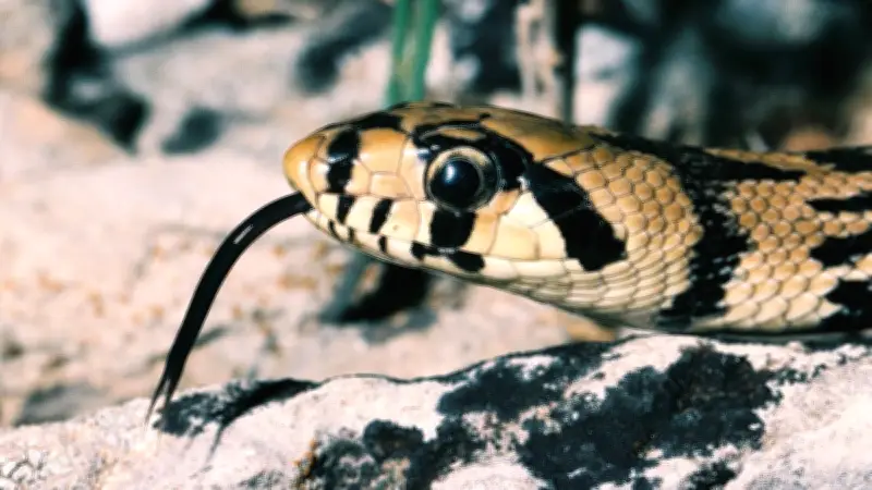 Une soirée pour découvrir et protéger les reptiles à Teyran