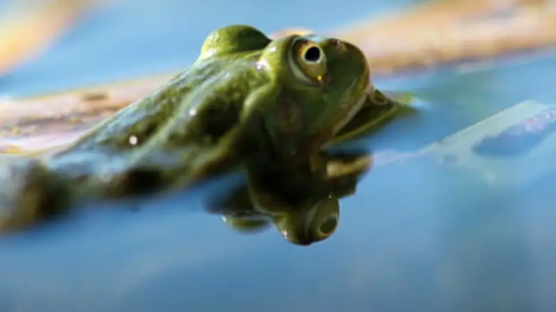 Une sortie nocturne pour découvrir les grenouilles de l'étang de Vendres dans l'Hérault