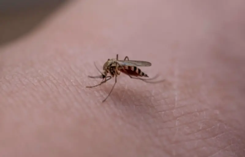 Une étude révèle comment les moustiques localisent et attaquent les humains