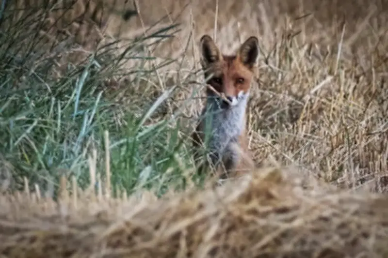 Une étude révèle l'inefficacité de l'abattage des animaux dits nuisibles
