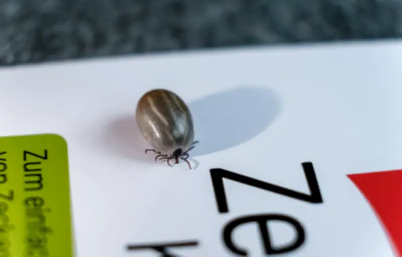 Vaccin contre la maladie de Lyme : Pfizer et Valneva annoncent une efficacité mais ratent leur objectif principal