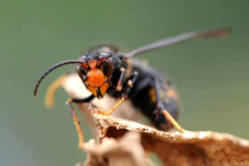 Vallée d'Ossau : deux réunions pour lutter contre le frelon asiatique