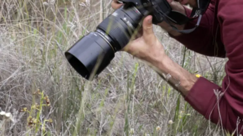 Valère Marsaudon expose le diablotin à Lattes : un insecte mystérieux révélé