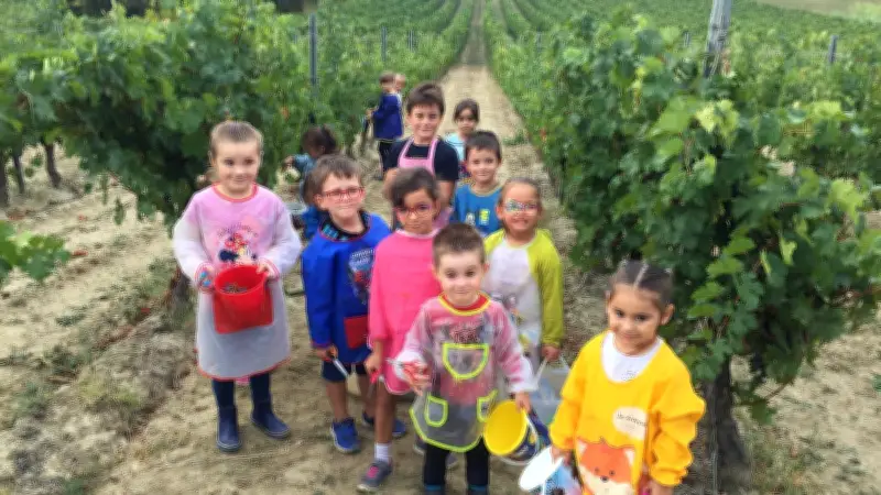 Vendanges pédagogiques : des écoliers découvrent le métier de vigneron dans l'Hérault