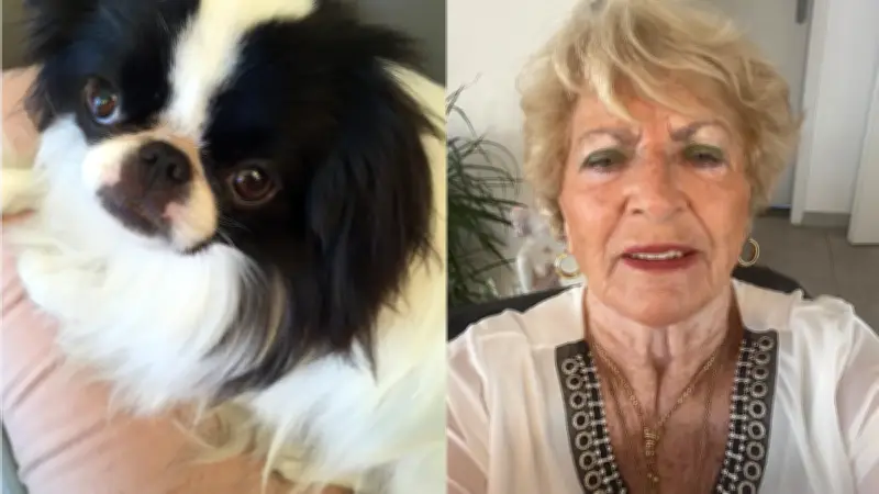 Vias : une chienne écrasée par une voiture, le conducteur prend la fuite