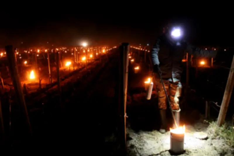 Vigilance antigel dans le Libournais : bougies et éoliennes pour sauver les vignes précoces