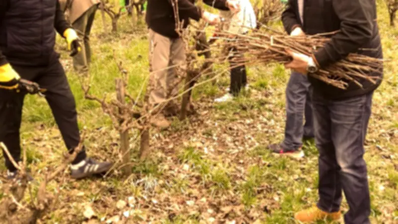Villeneuve-lès-Avignon célèbre la taille traditionnelle de la vigne de mars