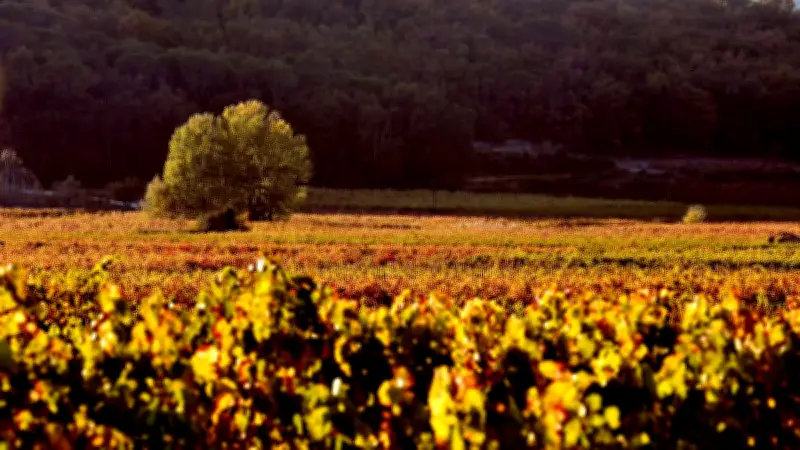 Viticulture en crise : quelles solutions face au climat et à la baisse de consommation ?