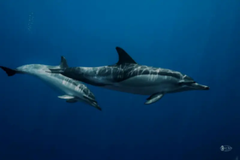 Yannick Rondeau, photographe sous-marin, révèle les trésors cachés du golfe de Gascogne