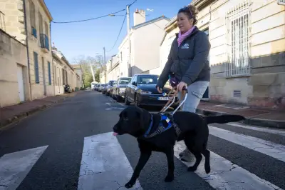 Bordeaux : une marche solidaire pour soutenir les chiens guides d'aveugles