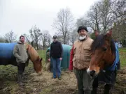 Alternative animale cherche bénévoles et financements pour protéger ses équidés