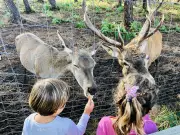 Animalia Parc rouvre après un hiver dévastateur, avec des animations de Pâques