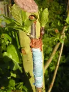 Atelier de greffe d'arbres fruitiers organisé par trois associations à Castetner