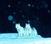 Au Groenland, la culture ancestrale du chien de traîneau résiste au changement climatique