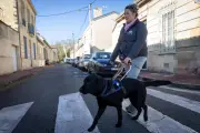 Bordeaux : une marche solidaire pour soutenir les chiens guides d'aveugles