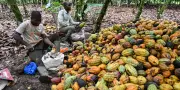 Cacao en Côte d'Ivoire : le prix aux planteurs chute de plus de moitié