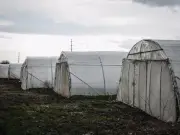 Carpentras : des saisonniers tunisiens dénoncent des conditions de travail proches de l'esclavage