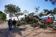 Carqueiranne restaure son Parc des Pins Penchés après les dégâts de la tempête Deborah