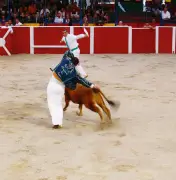 Casteljaloux célèbre 130 ans de courses landaises avec trois événements programmés pour 2026