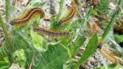 Chenilles processionnaires : vigilance accrue avec le retour du printemps