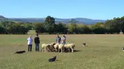 Concours de chiens de troupeau en Aveyron : compétition et convivialité au rendez-vous
