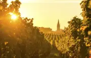 Crise du vin rouge : Bordeaux se tourne vers le surgreffage pour s'adapter