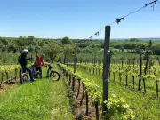 Découverte du vignoble Bergeracois : bien plus que du vin cet été