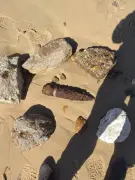 Découverte d'un obus sur une plage de Carcans : accès interdits et déminage prévu