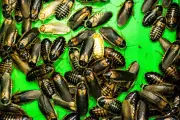 Des cafards pour digérer le plastique : une découverte scientifique majeure